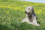 IRISH WOLFHOUND 217